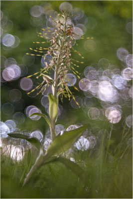 Bocks-Riemenzunge (Himantoglossum hircinum), Deutschland, Baden-Württemberg