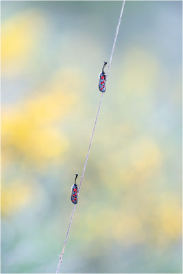 Zygaena rhadamanthus, Frankreich, Ardèche