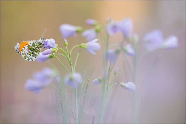 Aurorafalter (Anthocharis cardamines), Männchen, Deutschland, Baden-Württemberg