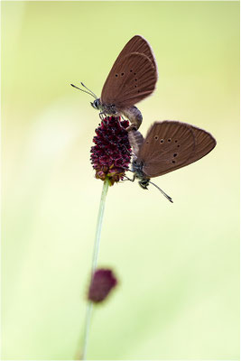 Dunkler Wiesenknopf-Ameisenbläuling (Phengaris nausithous), Deutschland, Baden-Württemberg