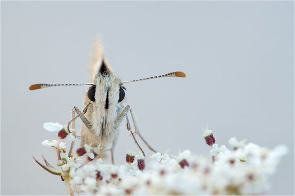 Ambossfleck-Würfeldickkopffalter (Pyrgus onopordi), Männchen, Frankreich, Drôme