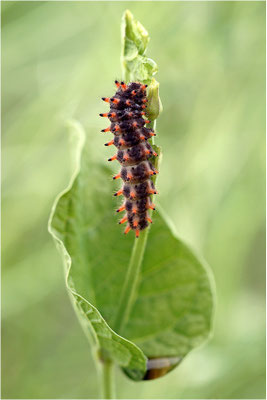 Osterluzeifalter (Zerynthia polyxena)