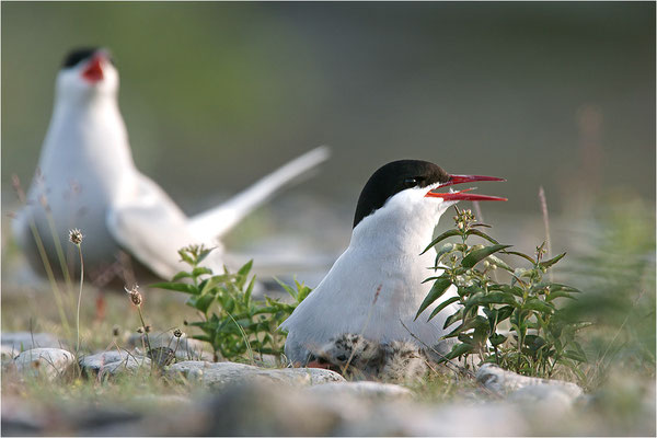 Küstenseeschwalbe (Sterna paradisea), Schweden, Farö