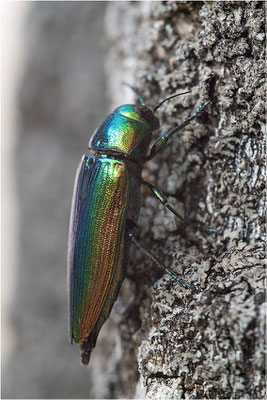 Eurythyrea micans, Frankreich, Drôme