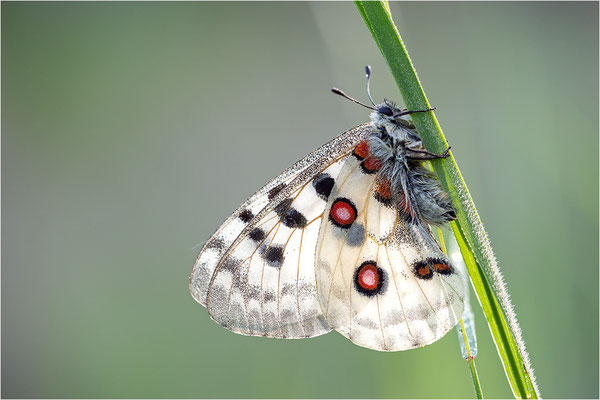 Roter Apollo (Parnassius apollo apollo), Schweden, Småland