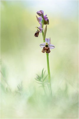 Ophrys ×laconensis - Ophrys morisii x Ophrys neglecta