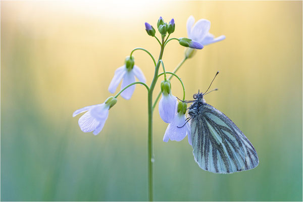 Grünader-Weißling (Pieris napi), Deutschland, Baden-Württemberg