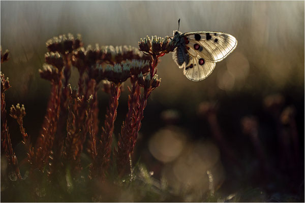 Roter Apollo (Parnassius apollo lozerae), Frankreich, Dep. Lozere
