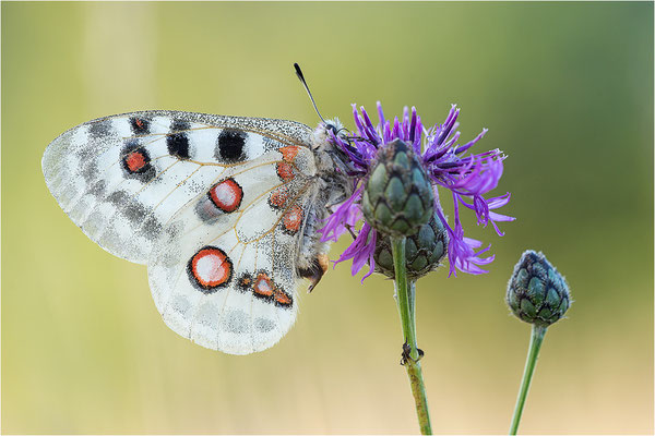 Roter Apollo (Parnassius apollo lithographicus), Deutschland, Oberbayern