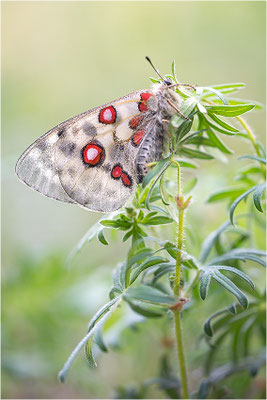 Roter Apollo (Parnassius apollo linnei), Schweden, Gotland