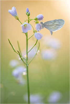 Tintenfleck-Weißling (Leptidea sinapis bzw. juvernica), Deutschland, Baden-Württemberg