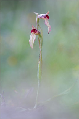 Einschwieliger Zungenstendel (Serapias lingua), Korsika