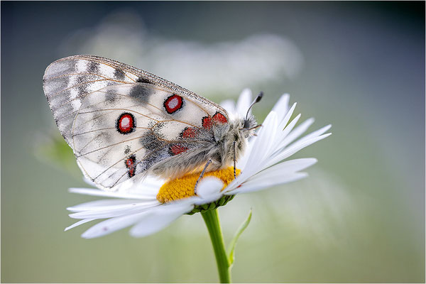 Roter Apollo (Parnassius apollo calmensis), Schweiz, Kanton Fribourg