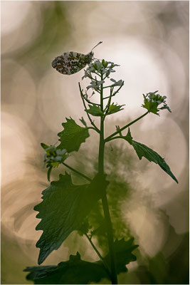 Aurorafalter (Anthocharis cardamines), Männchen, Deutschland, Baden-Württemberg