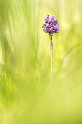 Affen-Knabenkraut (Orchis simia), Deutschland, Baden-Württemberg, mittlerer Oberrhein