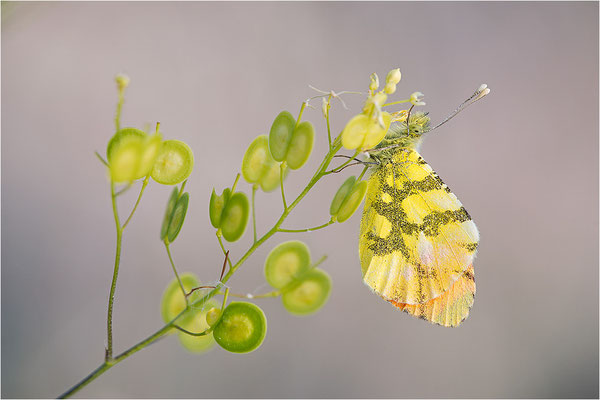 Gelber Aurorafalter (Anthocharis euphenoides), Männchen, Frankreich, Ardèche