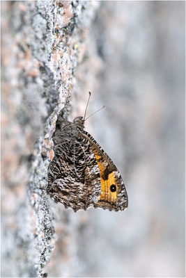 Rostbinde (Hipparchia semele), Schweden, Bohuslän