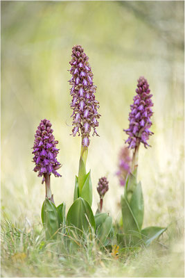 Riesen-Knabenkraut (Himantoglossum robertianum), Provence, Frankreich