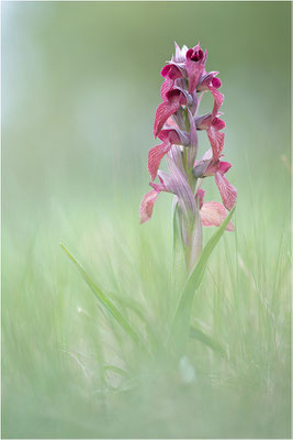 Verkannter Zungenstendel (Serapias neglecta), Frankreich, Var