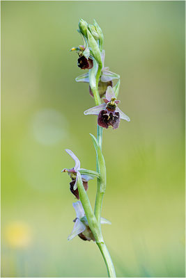 Hybride aus Spinnen- und Hummel-Ragwurz (Ophrys x aschersonii), Südlicher Oberrhein, Baden-Württemberg