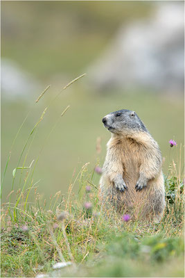 Alpenmurmeltier (Marmota marmota), Frankreich, Dep. Savoie