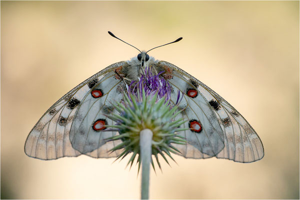 Roter Apollo (Parnassius apollo antijesuitus), Spanien, Provinz Lleida