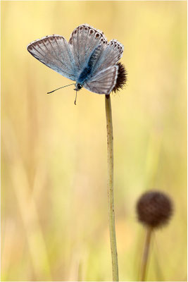 Provence Chalk Hill Blue (Polyommatus hispana), Männchen, Frankreich, Ardèche