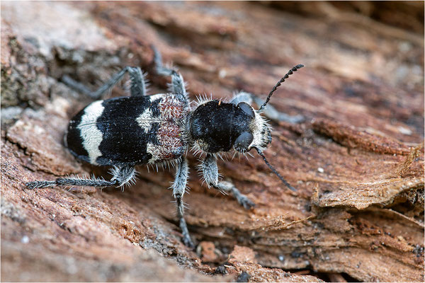 Eichen-Buntkäfer (Clerus mutillarius)