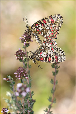 Spanischer Osterluzeifalter (Zerynthia rumina), Paarung, Frankreich, Ardèche