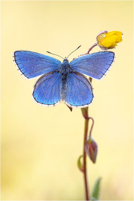 Himmelblauer Bläuling (Polyommatus bellargus), Männchen, Deutschland, Baden-Württemberg