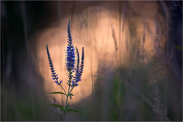 Langblättriger Ehrenpreis (Veronica longifolia), Deutschland, Baden-Württemberg