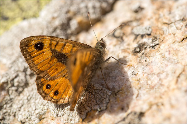 Korsischer Mauerfuchs (Lasiommata paramegaera), Korsika, Frankreich