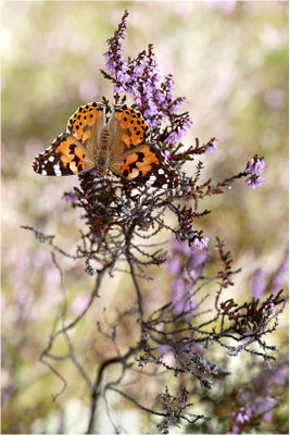 Distelfalter (Vanessa cardui), Schweden, Dalsland