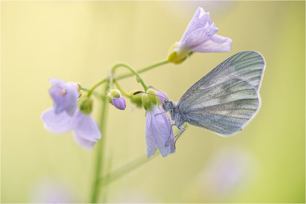 Tintenfleck-Weißling (Leptidea sinapis bzw. juvernica), Deutschland, Baden-Württemberg