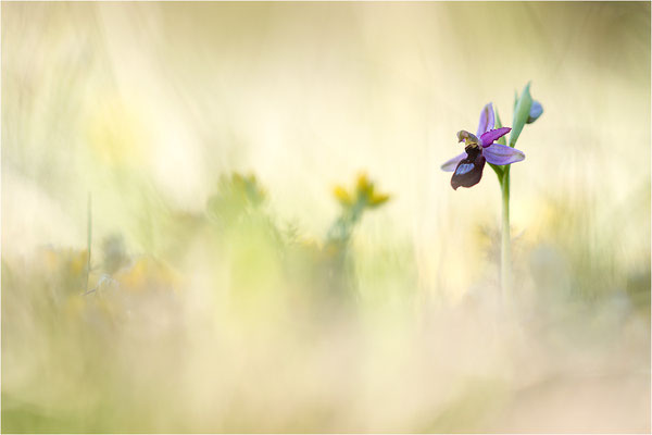 Drôme-Ragwurz (Ophrys drumana), Frankreich, Dep. Drôme