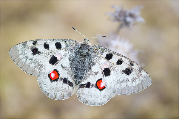 Roter Apollo (Parnassius apollo linnei), Schweden, Gotland