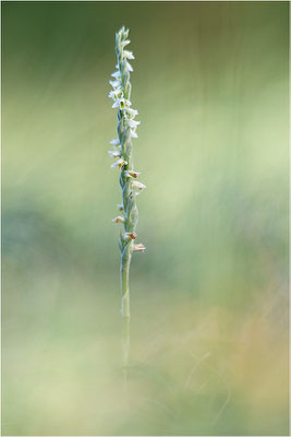Herbst-Drehwurz (Spiranthes spiralis), Frankreich, Alsace