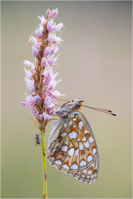 Stiefmütterchen-Perlmutterfalter (Argynnis niobe), Italien, Region Aostatal, 2000m