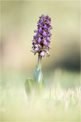 Riesen-Knabenkraut (Himantoglossum robertianum), Provence, Frankreich