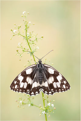 Schachbrettfalter (Melanargia galathea), Weibchen, Deutschland, Baden-Württemberg