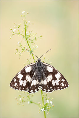 Schachbrettfalter (Melanargia galathea), Weibchen, Deutschland, Baden-Württemberg
