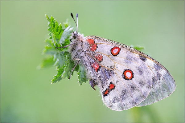 Roter Apollo (Parnassius apollo thiemo), Deutschland, Baden-Württemberg