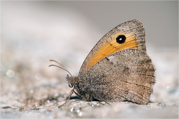 Kleines Ochsenauge (Hyponophele lycaon), Frankreich, Dep. Savoie