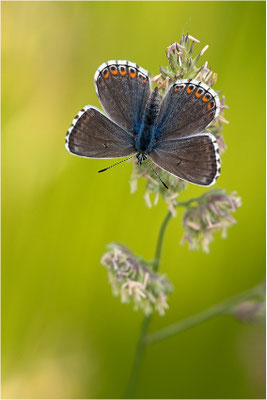 Himmelblauer Bläuling (Polyommatus bellargus), Weibchen, Deutschland, Baden-Württemberg