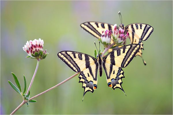 Südlicher Schwalbenschwanz (Papilio alexanor destelensis), Männchen, Frankreich, Var