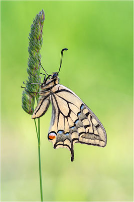 Schwalbenschwanz (Papilio machaon), Deutschland, Baden-Württemberg