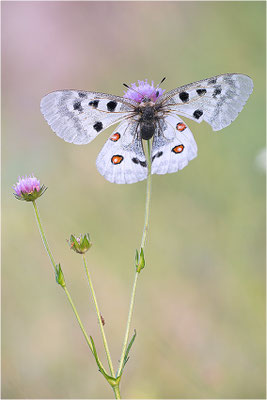 Roter Apollo (Parnassius apollo substitutus), Frankreich, Savoyen