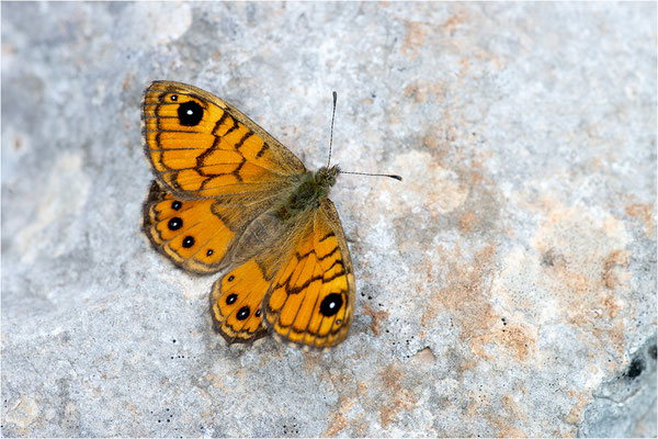Mauerfuchs (Lasiommata megera), Weibchen, Italien, Sardinien