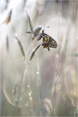 Schwalbenschwanz (Papilio machaon), Frankreich, Dep. Var