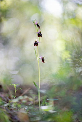 Chesterman´s Ragwurz (Ophrys chestermanii)